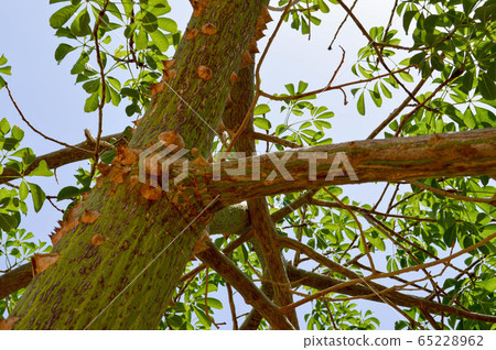 A big scary tree with a barbed bark with spikes  65228962