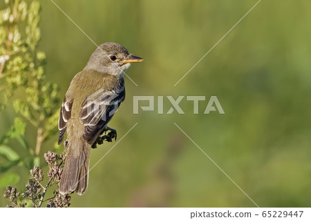 Willow Flycatcher, Empidonax traillii, perched on Willow Flycatcher, Empidonax traillii, perched on 65229447