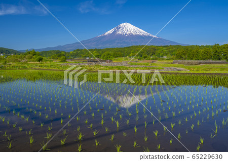 Rice field Mt. Fuji upside down Fuji 65229630