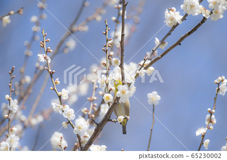 Mejiro plum 65230002