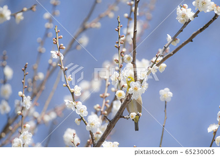 Mejiro plum Mejiro plum 65230005