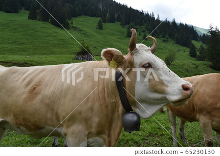 Swiss cow Swiss cow 65230130