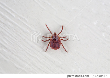 A dangerous parasite and infection carrier mite A dangerous parasite and infection carrier mite 65230416