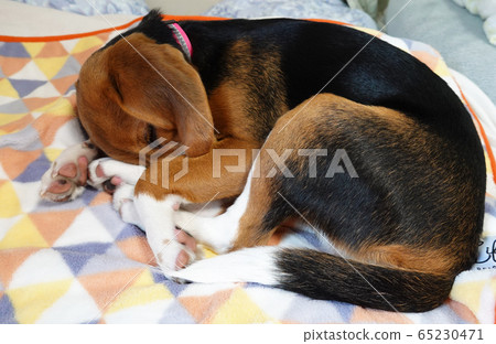 比格犬室內狗中型犬小狗小狗 比格犬室內狗中型犬小狗小狗 65230471