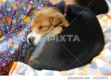 比格犬室內狗中型犬小狗小狗 65230472