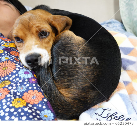 比格犬室內狗中型犬小狗小狗 比格犬室內狗中型犬小狗小狗 65230473