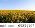 Rape blossoms 65231107