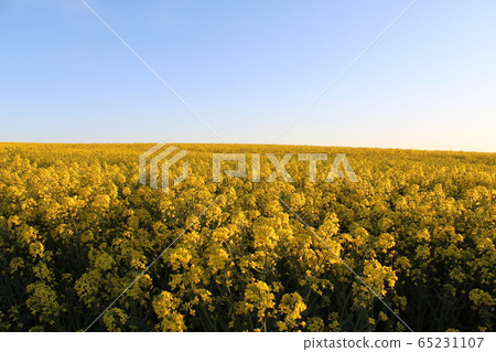 Rape blossoms 65231107