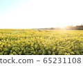 Rape blossoms 65231108