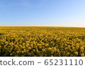 Rape blossoms 65231110