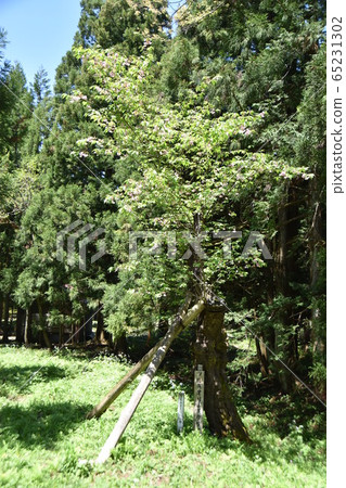 Kikuori Kikuzakura (Orido, Kamiichi-cho, Toyama Prefecture) Kikuori Kikuzakura (Orido, Kamiichi-cho, Toyama Prefecture) 65231302