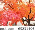 Autumn leaves ① 65231406