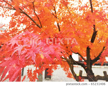 Autumn leaves ① Autumn leaves ① 65231406