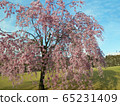 Weeping cherry tree ② 65231409