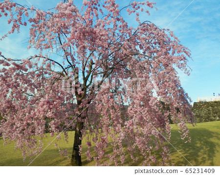 Weeping cherry tree ② Weeping cherry tree ② 65231409