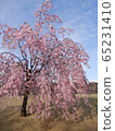 Weeping cherry tree ① 65231410