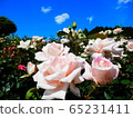 Rose ① 65231411
