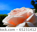 Rose ② 65231412