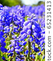 Muscari 2 65231413
