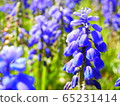 Muscari 1 65231414