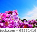 Pink flower 1 65231416