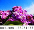 Pink flower 3 65231433