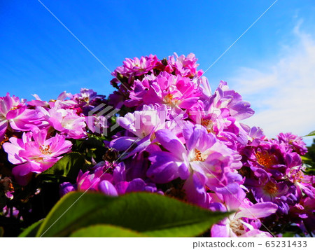 Pink flower 3 Pink flower 3 65231433