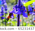 Flowers and bees ① 65231437