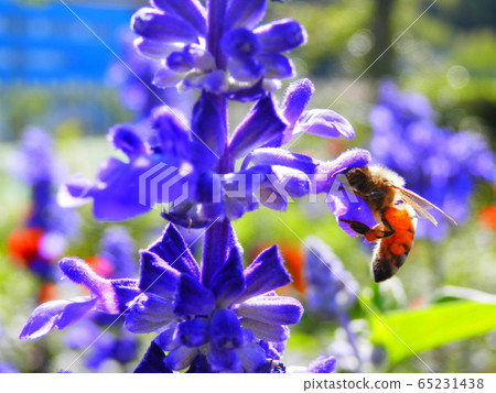 花和蜜蜂② 花和蜜蜂② 65231438