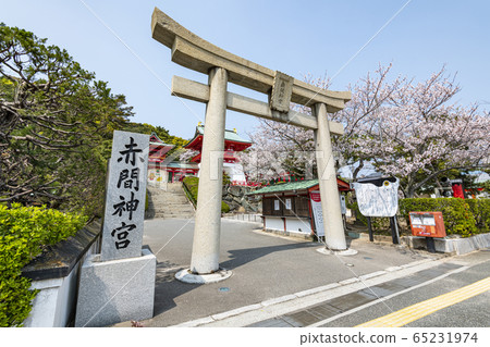 Shimonoseki City, Yamaguchi Prefecture Akama Shrine with cherry blossoms in full bloom 65231974