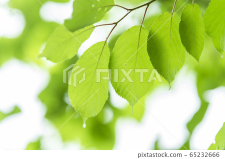 [Fresh green] Eco image 65232666