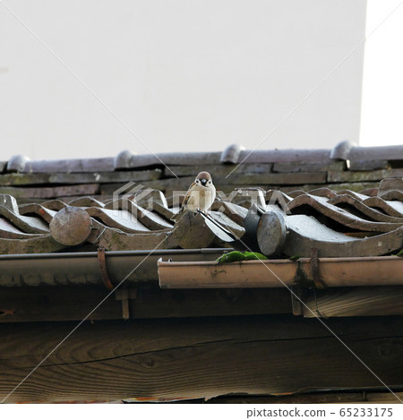 景觀建築鳥照片麻雀的客棧兒童麻雀等待每個人的歸來 景觀建築鳥照片麻雀的客棧兒童麻雀等待每個人的歸來 65233175