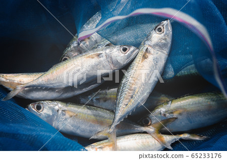 Mackerel sardine fishes in fishery blue seine. Mackerel sardine fishes in fishery blue seine. 65233176