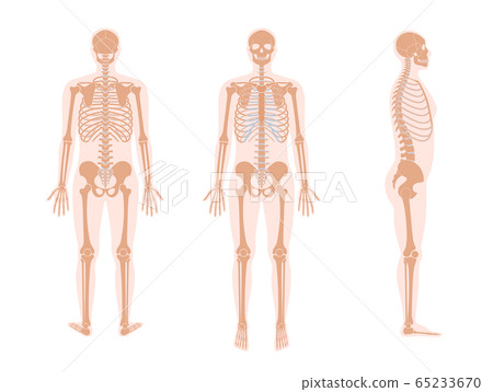 Human man skeleton anatomy 65233670