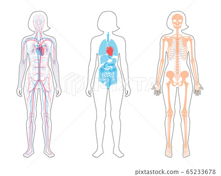 Internal Structure Of Woman Body Stock Illustration 65233678 Pixta