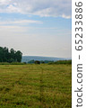 Meadow with mown grass blue sky and forest in the background 65233886