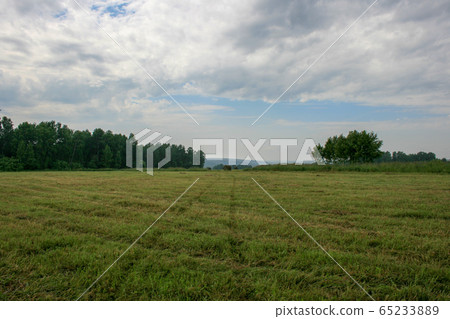 Meadow with mown grass blue sky and forest in the background Meadow with mown grass blue sky and forest in the background 65233889