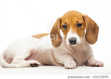 image of dog white background  65233954