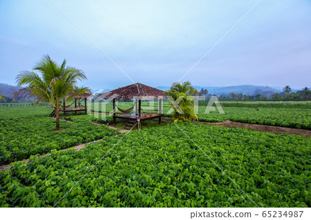 Asia, Thailand, Architecture, Barbecue - Meal, Asia, Thailand, Architecture, Barbecue - Meal, 65234987