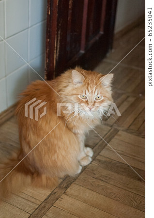 Red young cat is sitting on the wooden floor and looking at the camera, domestic pets concept Red young cat is sitting on the wooden floor and looking at the camera, domestic pets concept 65235041