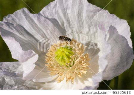 Close-up of a brown and yellow insect on a 65235618