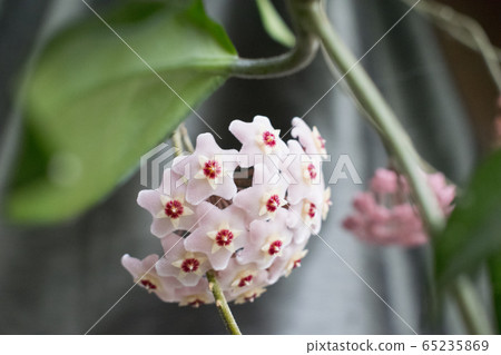 Close-up detail photo of flower wax plant or Hoya Carnosa. Hatural home plant. Close-up detail photo of flower wax plant or Hoya Carnosa. Hatural home plant. 65235869