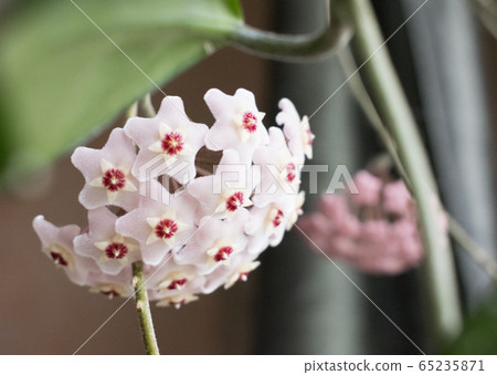 Close-up detail photo of flower wax plant or Hoya Carnosa. Hatural home plant. 65235871