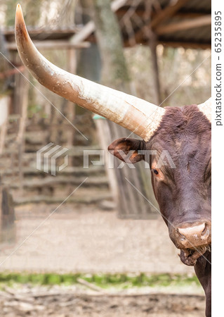 watusi bull with big white horns with copy space 65235895