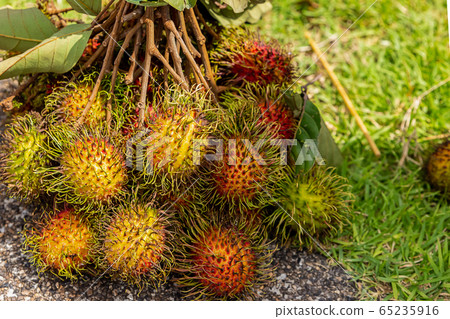 branch of fresh rambutan berries hairy fruit 65235916