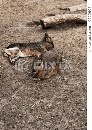family of animals Patagonian mari rest on the 65236084