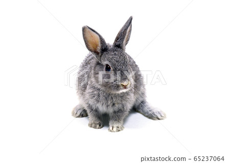 荷蘭矮兔 荷蘭矮兔 65237064