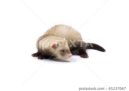 鼬 鼬 65237067