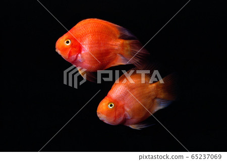 Parrot Fire 65237069