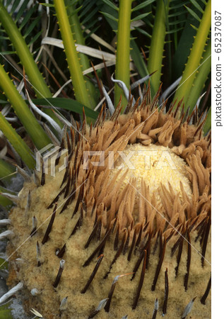 Cycado flowers 65237087